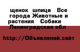 щенок  шпица - Все города Животные и растения » Собаки   . Ленинградская обл.